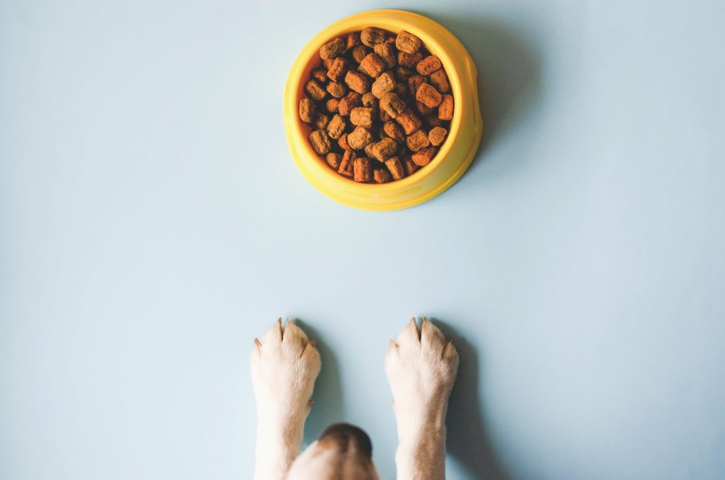 The Best Pet Food Delivery Services for Spoiled Fur Babies