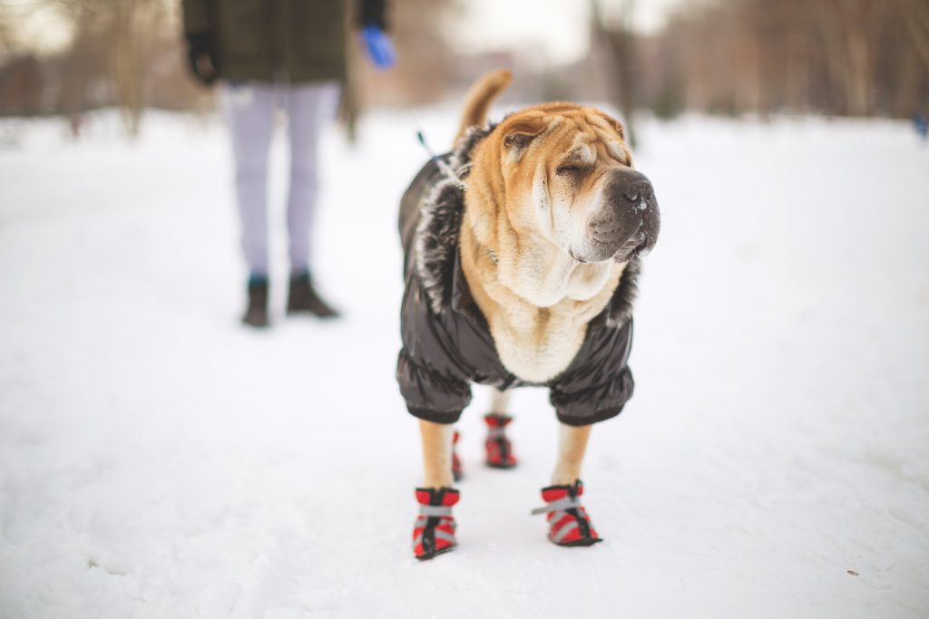11 Dog Boots to Get Your Pup Through the Winter Months